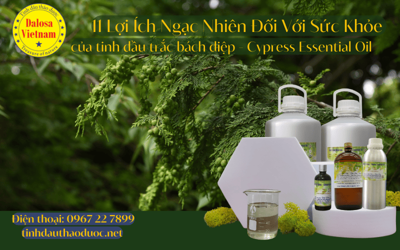 11-loi-ich-cho-suc-khoe-cua-tinh-dau-trac-bach-diep-cypress-essential-oil