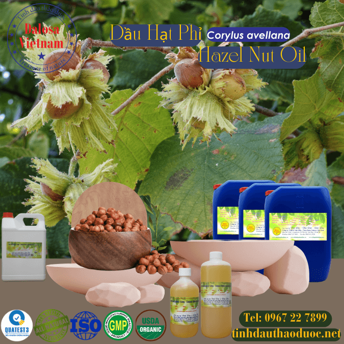 Dầu Hạt Phỉ - Hazel Nut Oil 1 Dầu Hạt Phỉ - Hazel Nut Oil