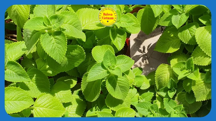tai sao tinh dau hung chanh ban gia 3 trieu dong 1 lit lg