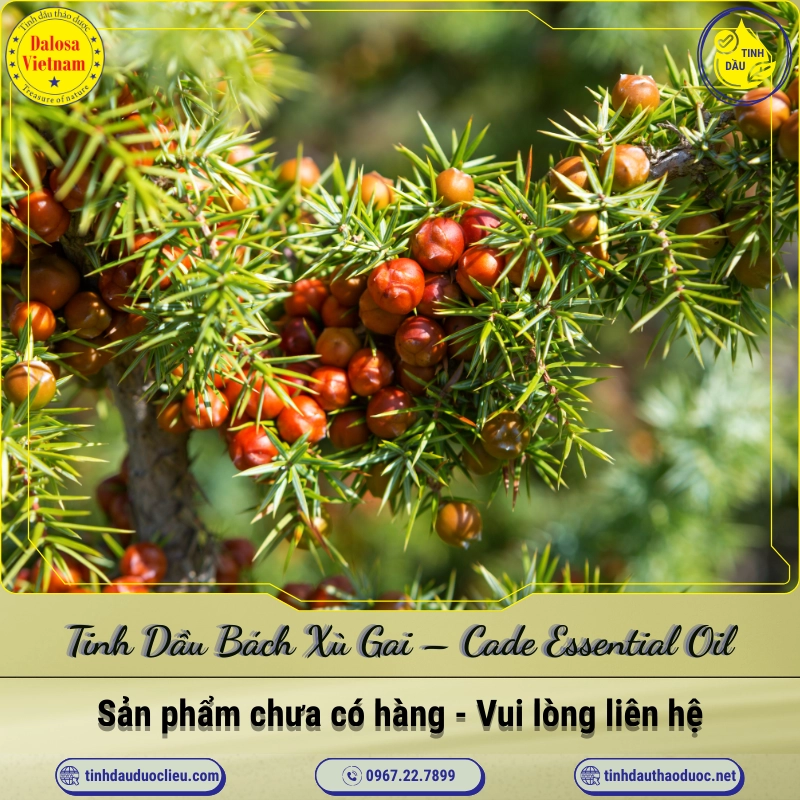 Tinh Dầu Bách Xù Gai - Cade Essential Oil 1 Tinh Dầu Bách Xù Gai – Cade Essential Oil