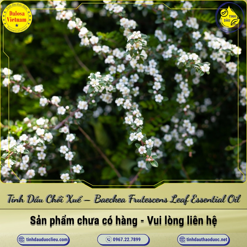 Tinh Dầu Chổi Xuể - Baeckea Frutescens Leaf Essential Oil 1 Tinh Dầu Chổi Xuể – Baeckea Frutescens Leaf Essential Oil