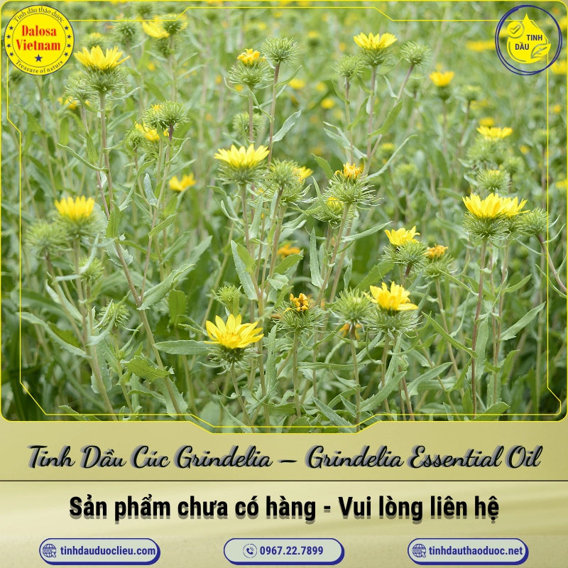 Tinh Dầu Cúc Grindelia - Grindelia Essential Oil 1 Tinh Dầu Cúc Grindelia – Grindelia Essential Oil