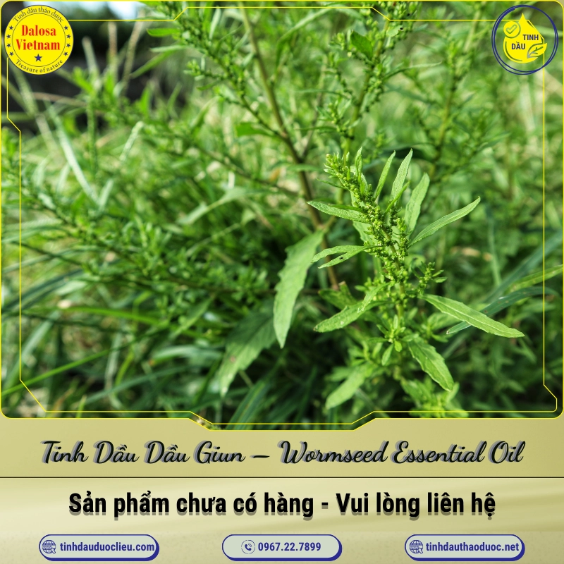 Tinh Dầu Dầu Giun - Wormseed Essential Oil 1 Tinh Dầu Dầu Giun – Wormseed Essential Oil