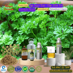 Tinh Dầu Hạt Ngò Tây- Mùi Tây - Parsley Essential Oil