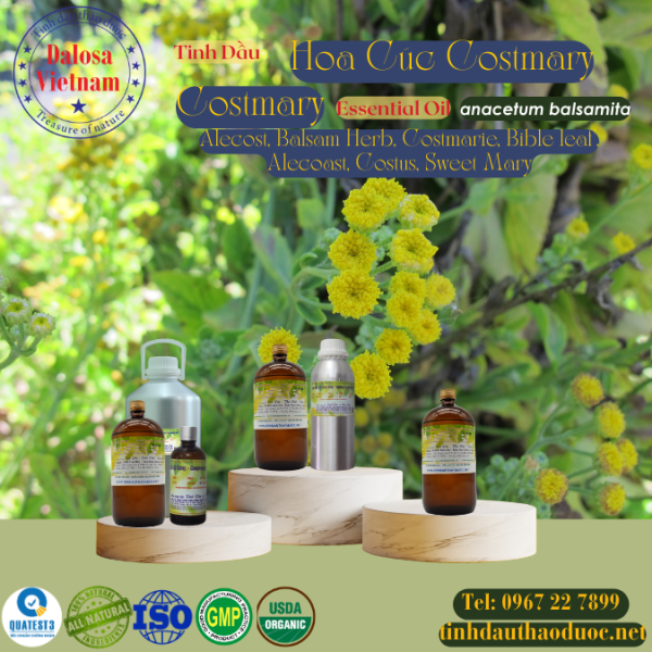 Tinh Dầu Hoa Cúc Costmary - Costmary Essential Oil 1 Lít