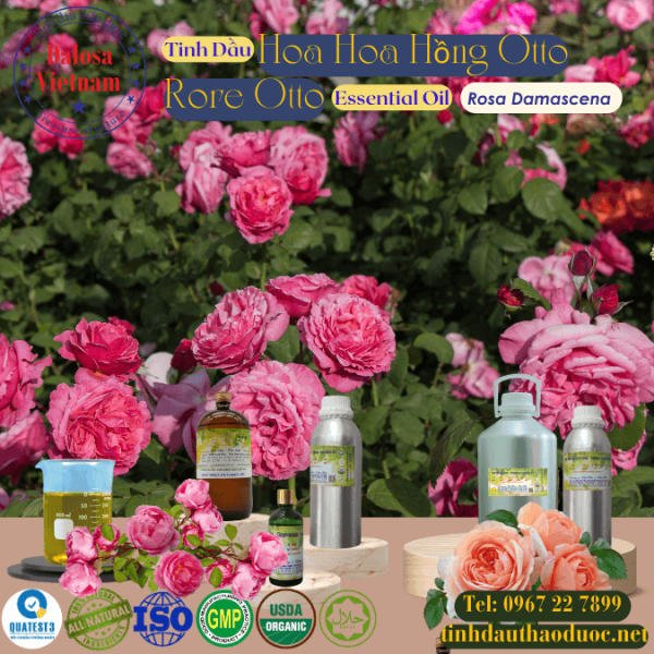 Tinh Dầu Hoa Hồng Otto - Rose Otto Essential Oil 1 Lít