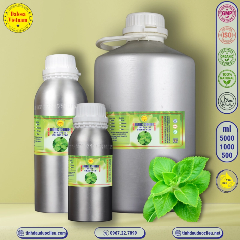 Tinh Dầu Húng Chanh (Tần Dày Lá)- Coleus Leaf Essential Oil 2 tinh dau hung chanh tan day la coleus leaf essential oil 2
