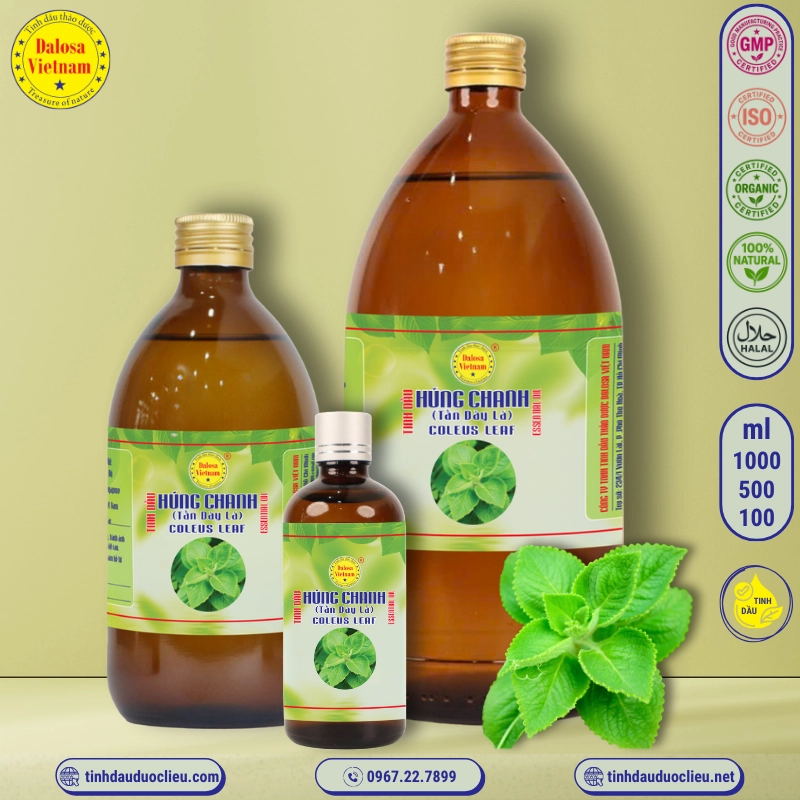 Tinh Dầu Húng Chanh (Tần Dày Lá)- Coleus Leaf Essential Oil 1 tinh dau hung chanh tan day la coleus leaf essential oil