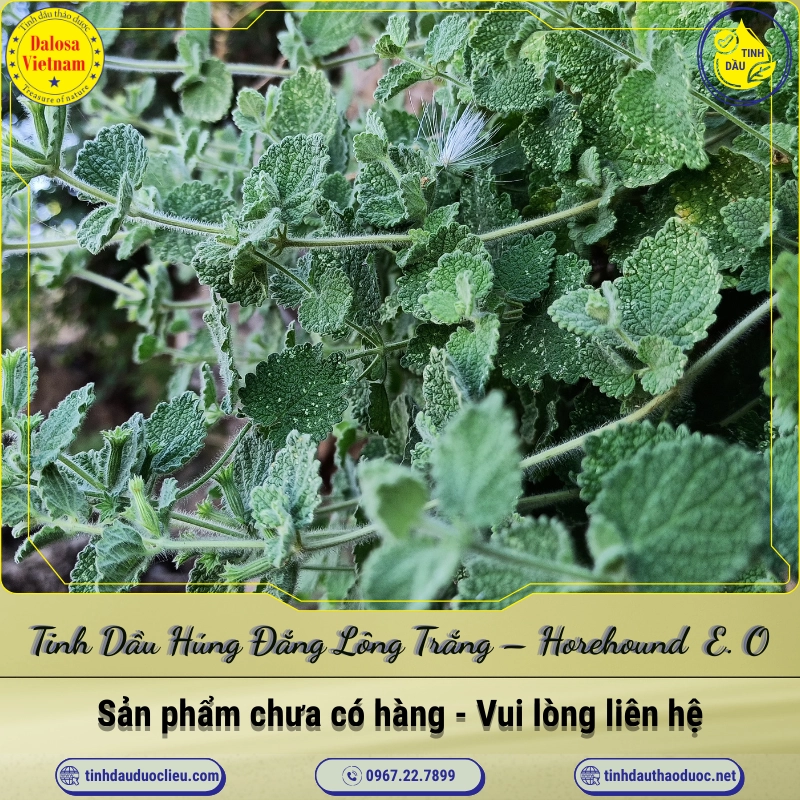 Tinh Dầu Húng Đắng Lông Trắng - Horehound Essential Oil 1 Tinh Dầu Húng Đắng Lông Trắng – Horehound Essential Oil