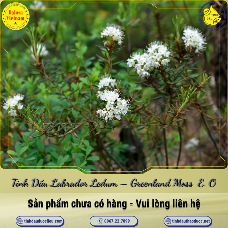 Tinh Dầu Labrador Ledum - Greenland Moss Essential Oil 1 Tinh Dầu Labrador Ledum – Greenland Moss Essential Oil