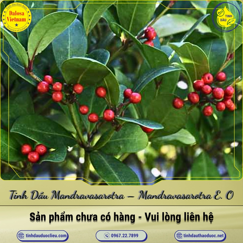 Tinh Dầu Mandravasarotra - Mandravasarotra Essential Oil 1 Tinh Dầu Mandravasarotra – Mandravasarotra Essential Oil