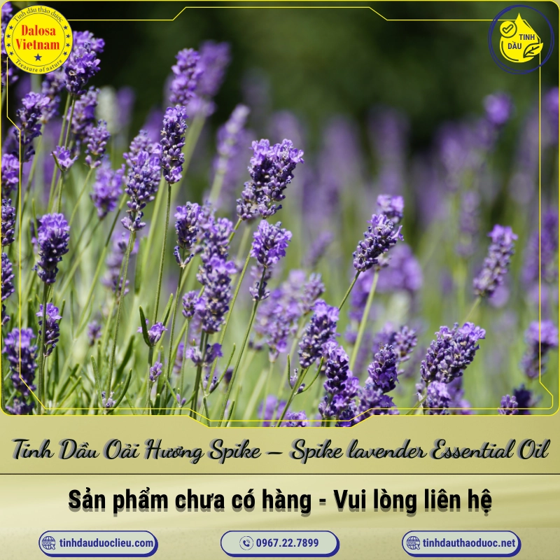 Tinh Dầu Oải Hương Spike - Spike lavender Essential Oil 1 Tinh Dầu Oải Hương Spike – Spike lavender Essential Oil