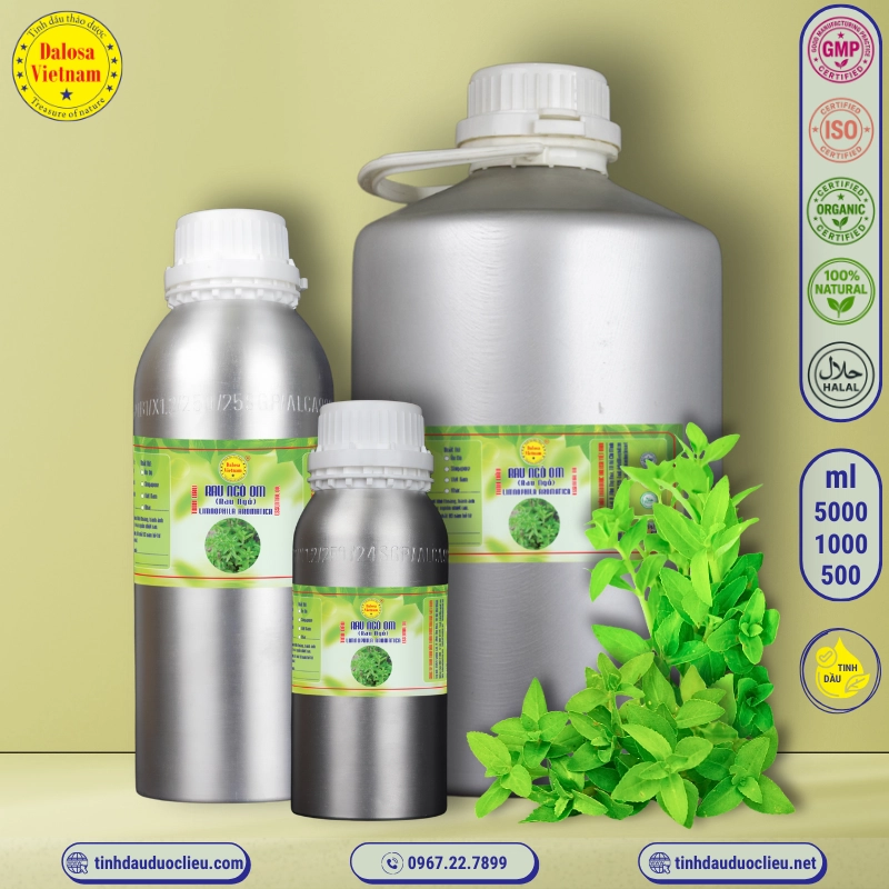 Tinh Dầu Rau Om - Limnophila Aromatica Essential Oil 1 tinh dau rau ngo om rau ngo limnophila aromatica ambulia aromatica essential oil 2
