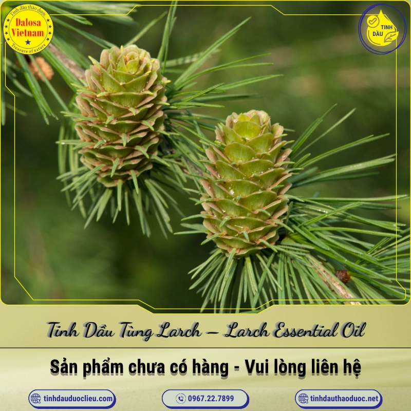 Tinh Dầu Tùng Larch - Larch Essential Oil 1 Tinh Dầu Tùng Larch – Larch Essential Oil