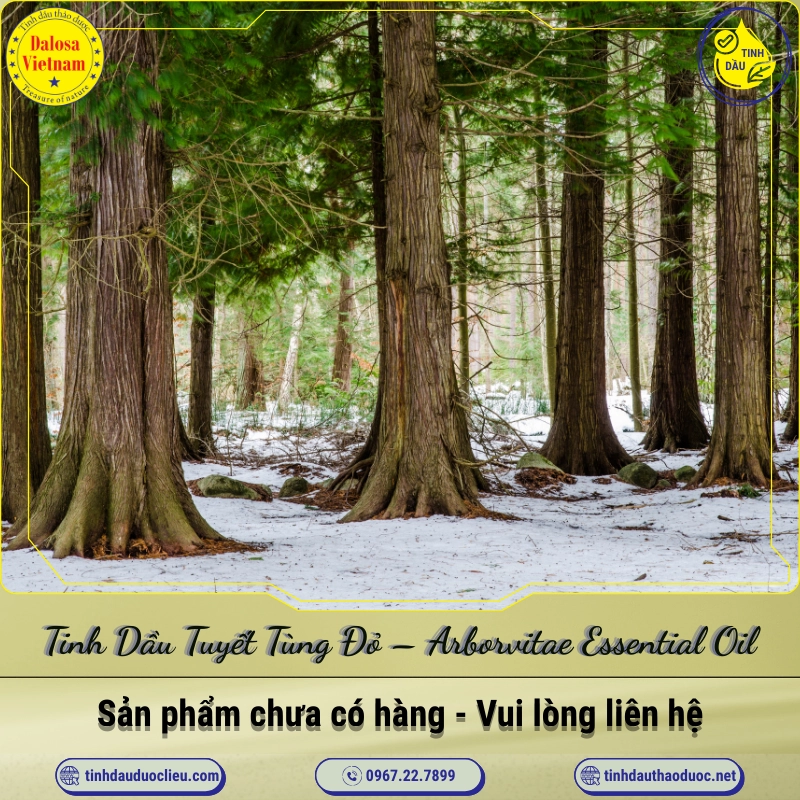 Tinh Dầu Tuyết Tùng Đỏ - Arborvitae Essential Oil 1 Tinh Dầu Tuyết Tùng Đỏ – Arborvitae Essential Oil