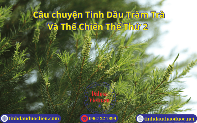 Câu chuyện Tinh Dầu Tràm Trà Và Thế Chiến Thế Thứ 2