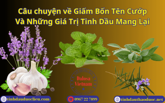 Câu chuyện Về Giấm Bốn Tên Cướp Và Những Giá Trị Tinh Dầu Mang Lại