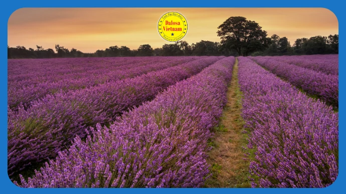 tinh dau oai huong chuyen cua rene maurice lg