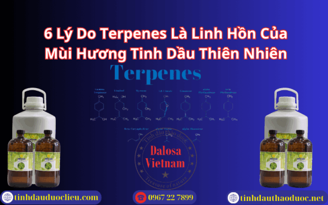 6 Lý Do Terpenes Là Linh Hồn Của Mùi Hương Tinh Dầu Thiên Nhiên