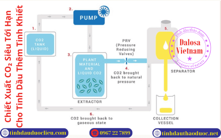 Chiết Xuất CO₂ Siêu Tới Hạn Cho Tinh Dầu Thêm Tinh Khiết