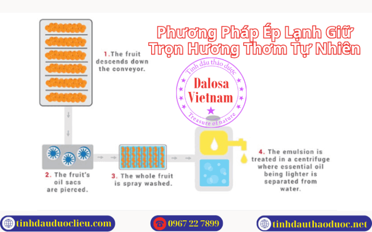 Phương Pháp Ép Lạnh Giữ Trọn Hương Thơm Tự Nhiên Từ Vỏ Trái Cây