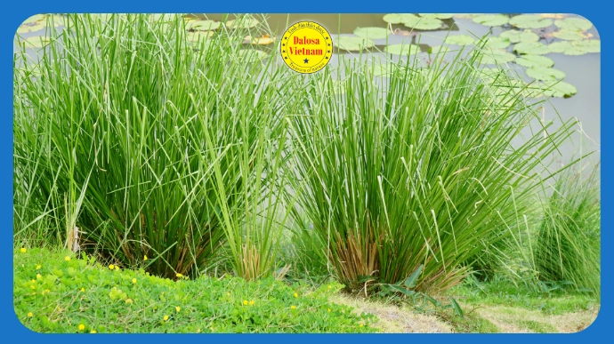 15 tên gọi khác của Tinh dầu Hương lau – Vetiver Essential Oil