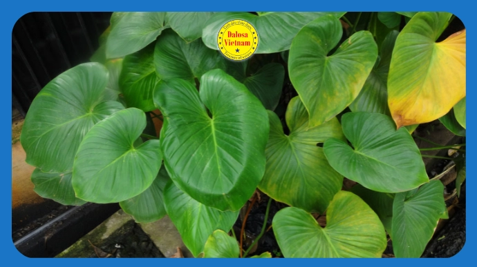 Cây thiên niên kiện (Homalomena aromatica) xanh tươi ngoài tự nhiên, hình đại diện bài viết phân tích Linalool trong tinh dầu thiên niên kiện.